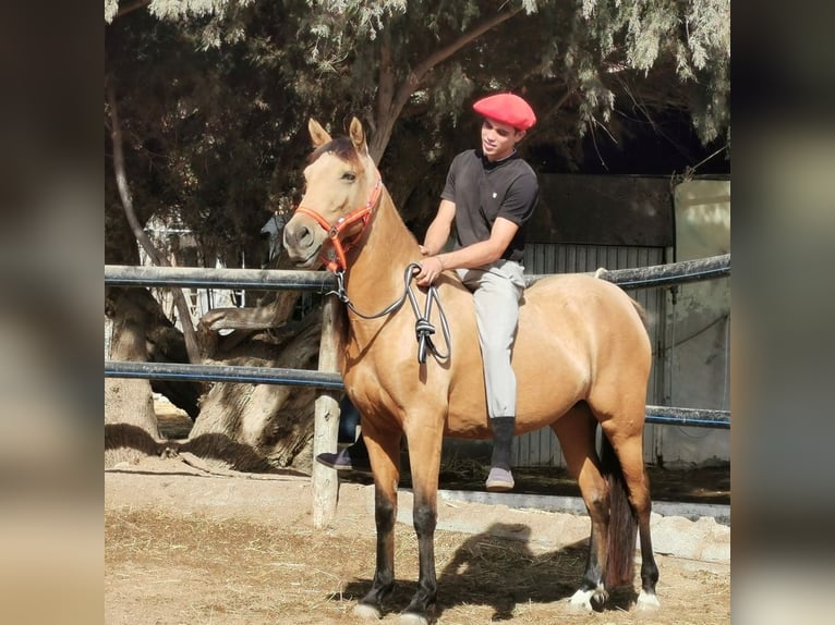 Andalou Jument 6 Ans 153 cm Isabelle in Adra Almeria