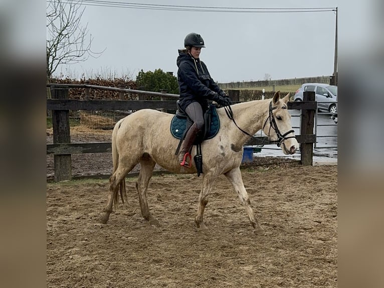 Andalou Croisé Jument 6 Ans 153 cm Pinto in Daleiden