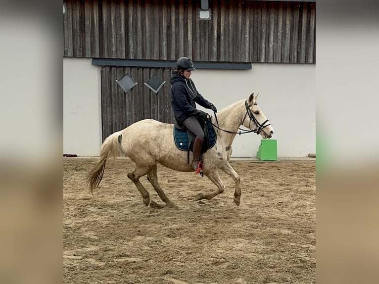 Andalou Croisé Jument 6 Ans 153 cm Pinto in Daleiden