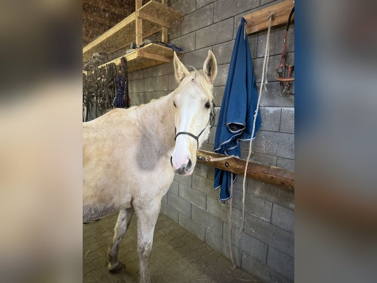 Andalou Croisé Jument 6 Ans 153 cm Pinto in Daleiden