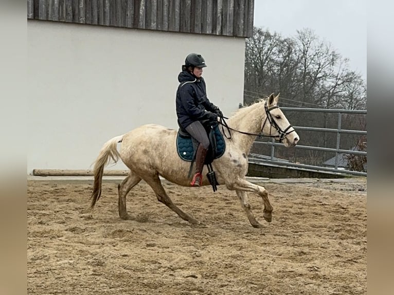 Andalou Croisé Jument 6 Ans 153 cm Pinto in Daleiden