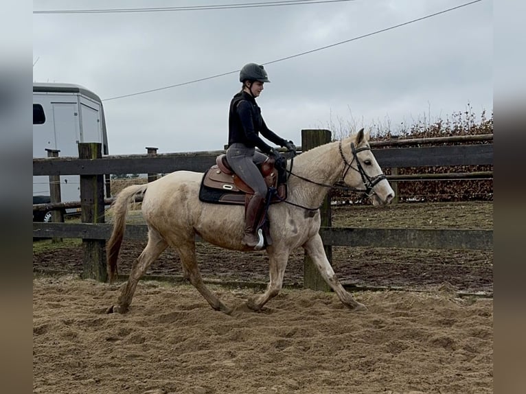 Andalou Croisé Jument 6 Ans 153 cm Pinto in Daleiden