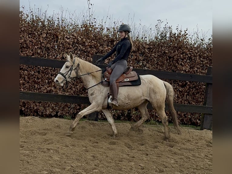 Andalou Croisé Jument 6 Ans 153 cm Pinto in Daleiden