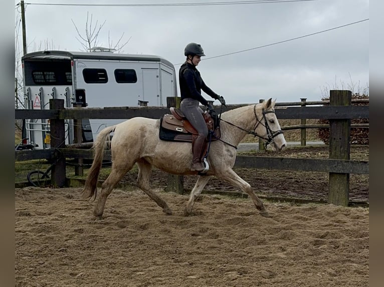 Andalou Croisé Jument 6 Ans 153 cm Pinto in Daleiden