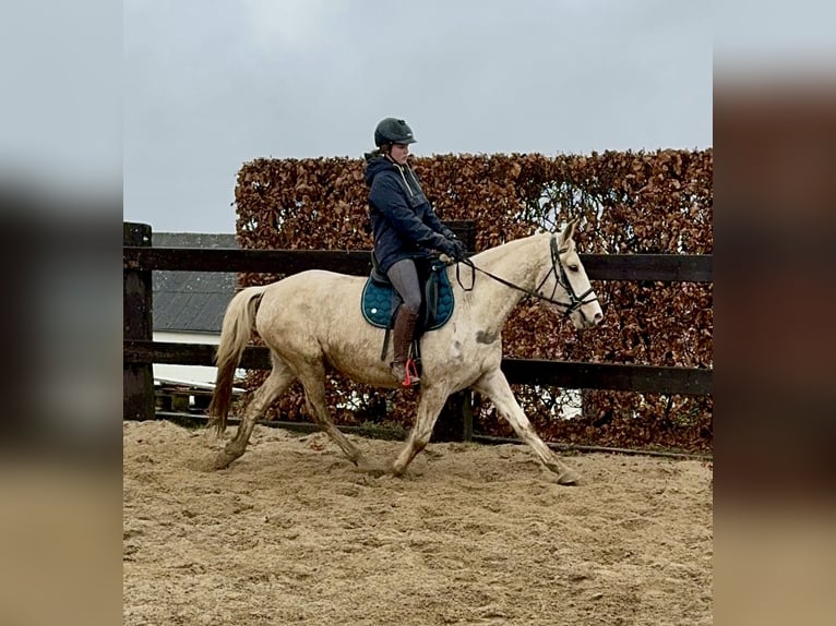 Andalou Croisé Jument 6 Ans 153 cm Pinto in Daleiden