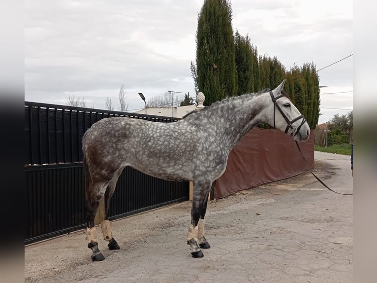 Andalou Jument 6 Ans 155 cm Gris in Malaga