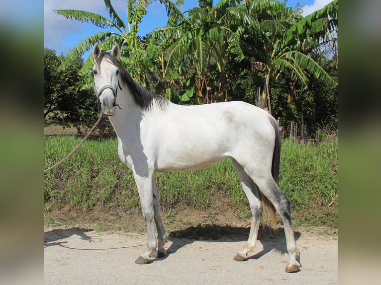 Andalou Jument 6 Ans 155 cm Gris in Vejer de la Frontera