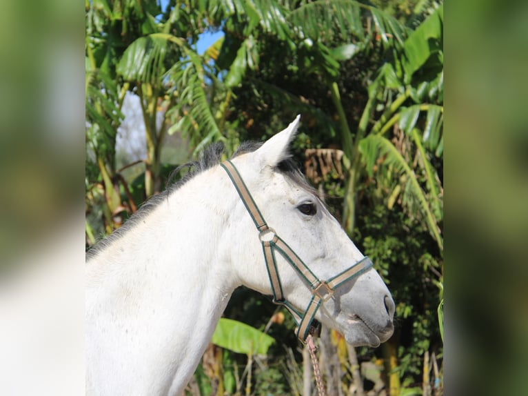 Andalou Jument 6 Ans 155 cm Gris in Vejer de la Frontera