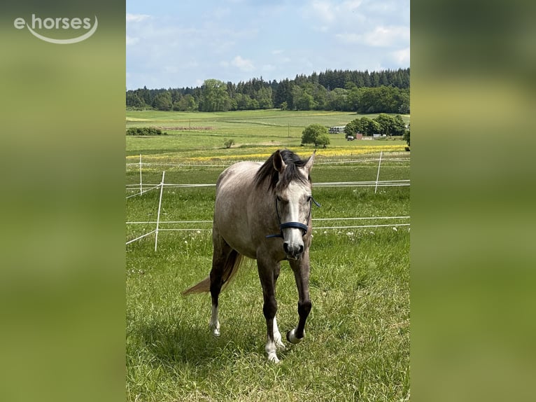 Andalou Croisé Jument 6 Ans 155 cm Gris moucheté in Frankenberg (Eder)