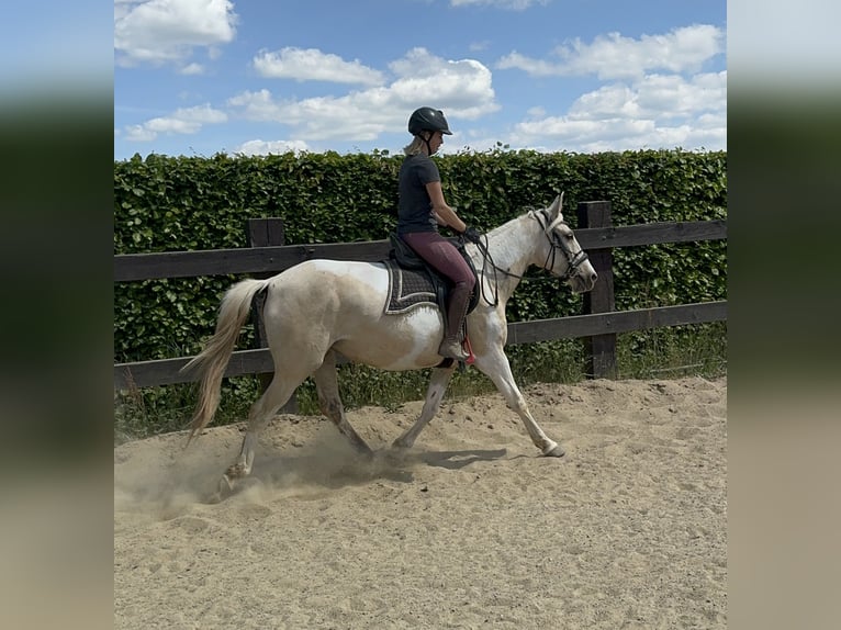 Andalou Jument 6 Ans 155 cm Pinto in Daleiden