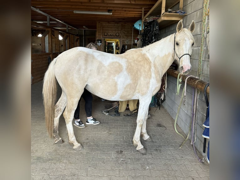Andalou Jument 6 Ans 155 cm Pinto in Daleiden