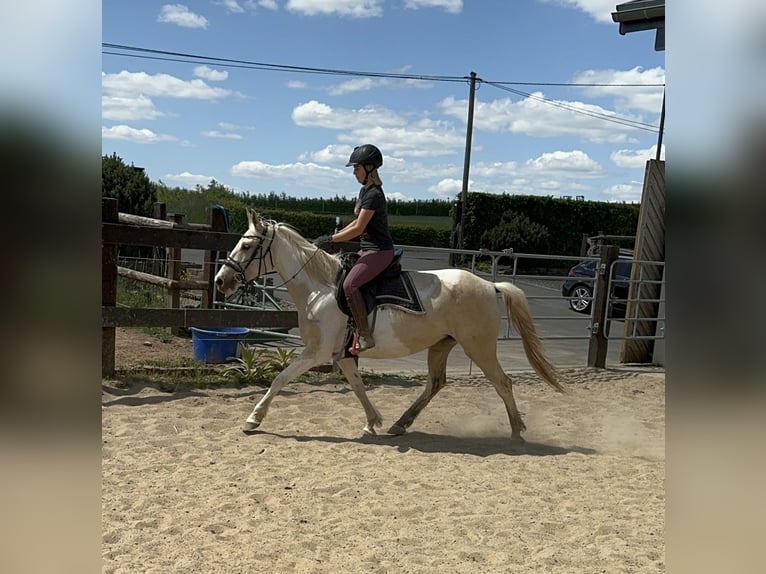 Andalou Jument 6 Ans 155 cm Pinto in Daleiden