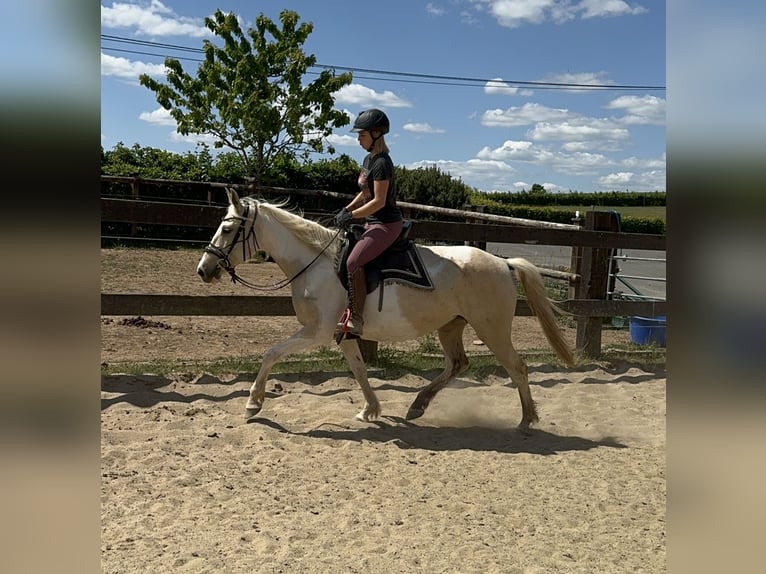 Andalou Jument 6 Ans 155 cm Pinto in Daleiden