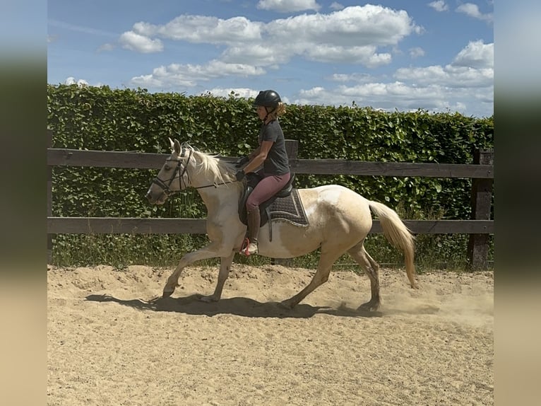 Andalou Jument 6 Ans 155 cm Pinto in Daleiden