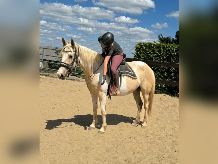 Andalou Jument 6 Ans 155 cm Pinto in Daleiden