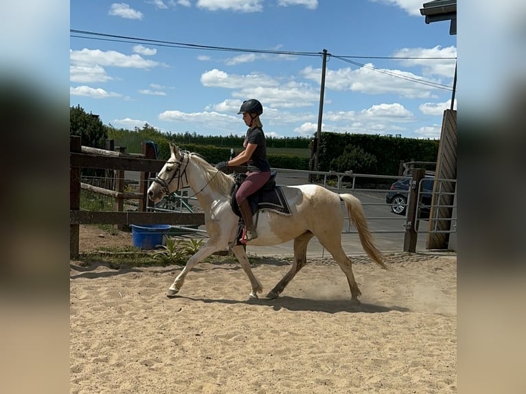 Andalou Jument 6 Ans 155 cm Pinto in Daleiden