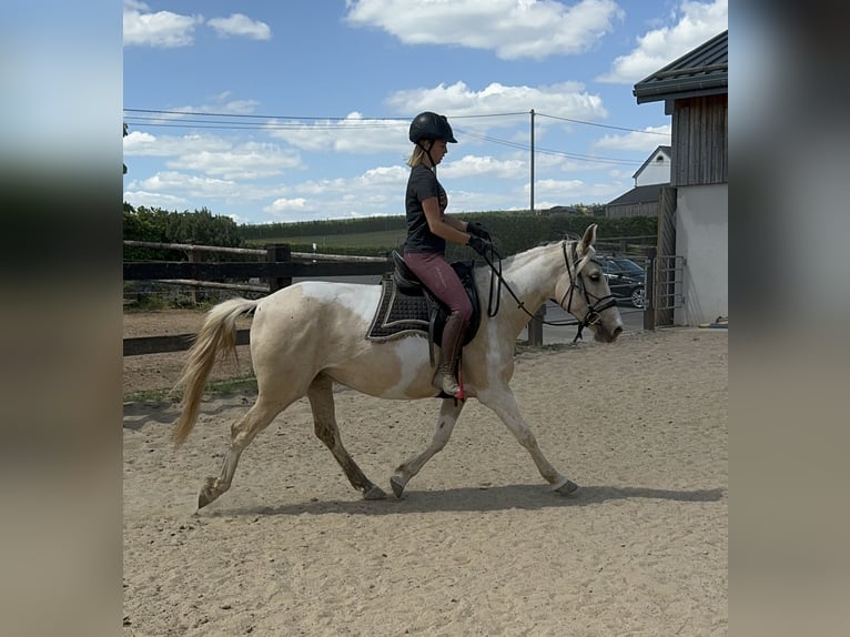 Andalou Jument 6 Ans 155 cm Pinto in Daleiden