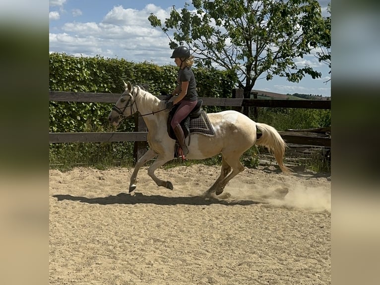 Andalou Jument 6 Ans 155 cm Pinto in Daleiden