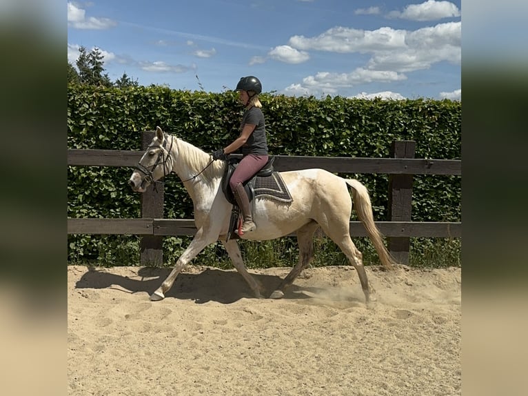 Andalou Jument 6 Ans 155 cm Pinto in Daleiden
