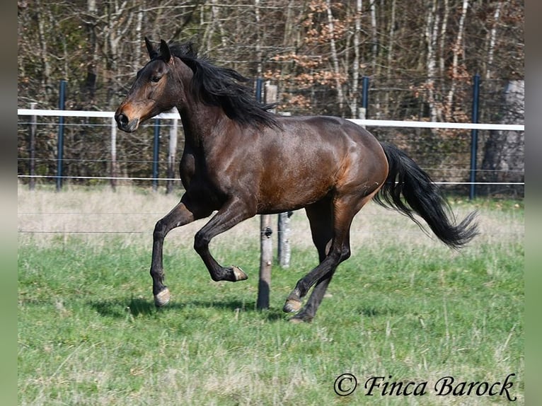 Andalou Jument 6 Ans 156 cm Bai in Wiebelsheim