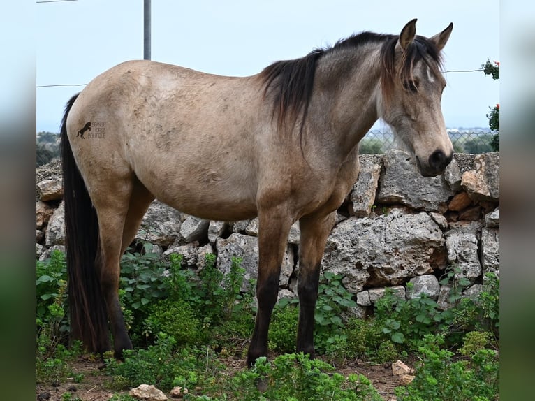 Andalou Jument 6 Ans 156 cm Isabelle in Mallorca