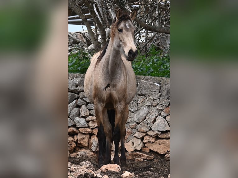 Andalou Jument 6 Ans 156 cm Isabelle in Mallorca