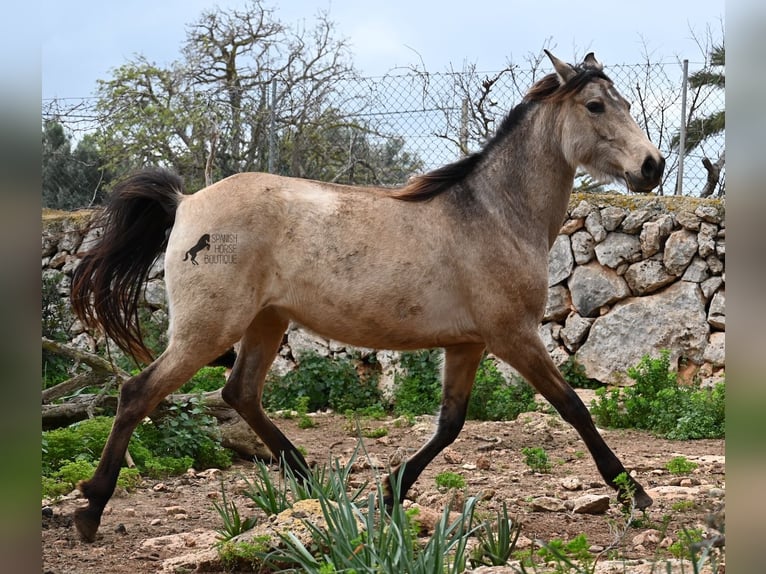 Andalou Jument 6 Ans 156 cm Isabelle in Mallorca