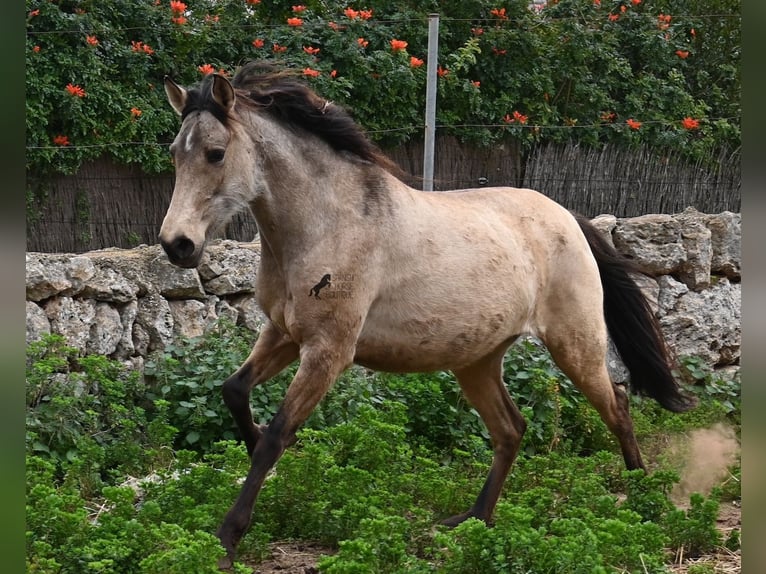 Andalou Jument 6 Ans 156 cm Isabelle in Mallorca