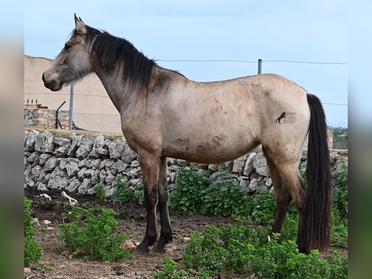 Andalou Jument 6 Ans 156 cm Isabelle in Mallorca