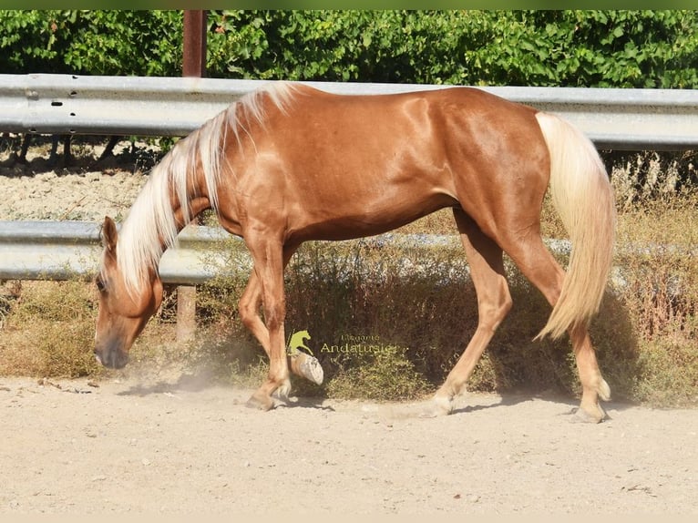 Andalou Jument 6 Ans 156 cm Palomino in Provinz Cordoba