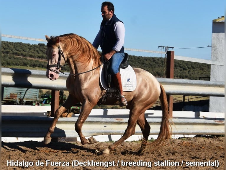 Andalou Jument 6 Ans 156 cm Palomino in Provinz Cordoba