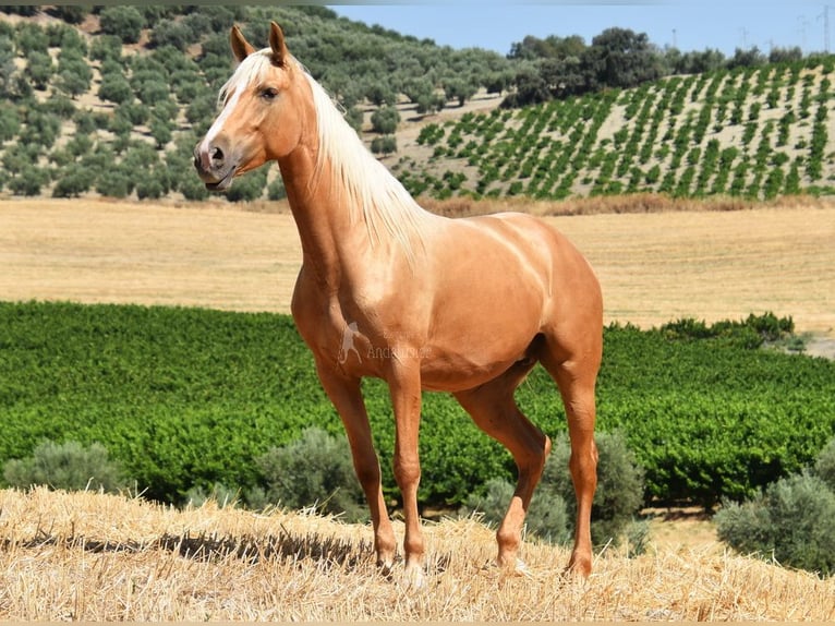 Andalou Jument 6 Ans 156 cm Palomino in Provinz Cordoba