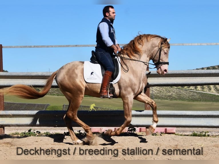 Andalou Jument 6 Ans 156 cm Palomino in Provinz Cordoba