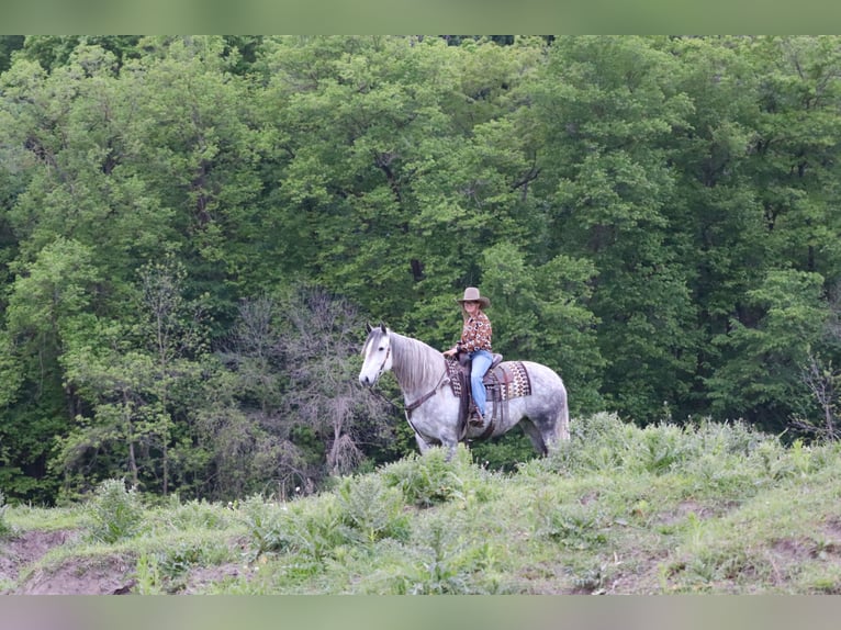 Andalou Croisé Jument 6 Ans 157 cm Gris in Chatfield