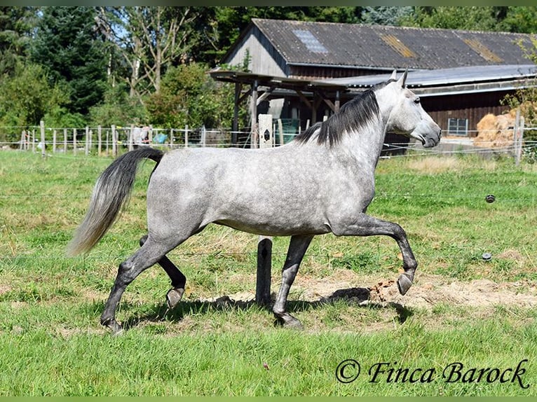 Andalou Jument 6 Ans 157 cm Gris in Wiebelsheim