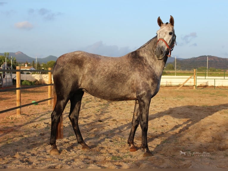 Andalou Jument 6 Ans 157 cm Gris pommelé in Valencia