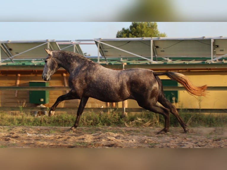 Andalou Jument 6 Ans 157 cm Gris pommelé in Valencia