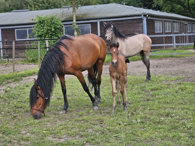 Andalou Jument 6 Ans 158 cm Bai in Nettetal