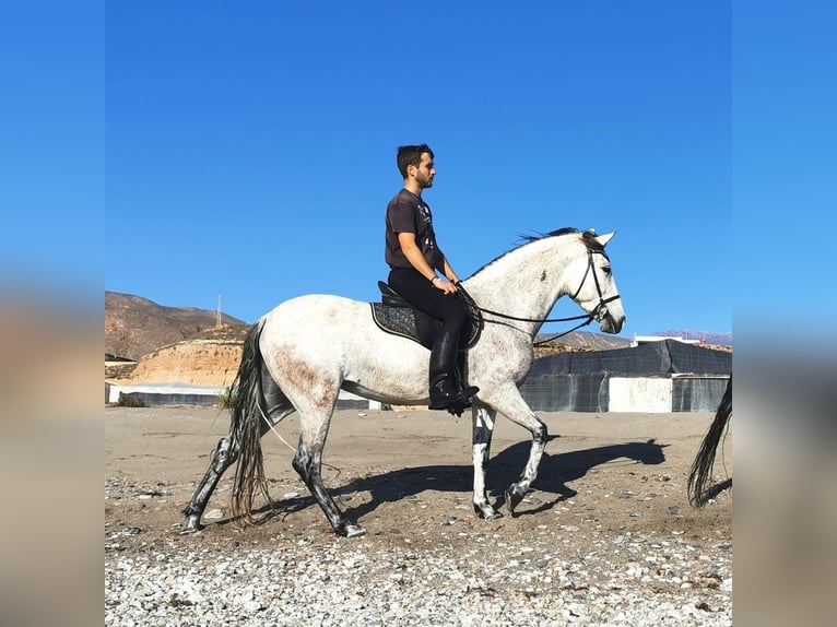 Andalou Jument 6 Ans 158 cm Gris in Adra Almeria