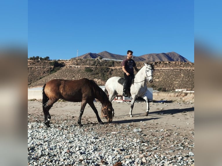 Andalou Jument 6 Ans 158 cm Gris in Adra Almeria