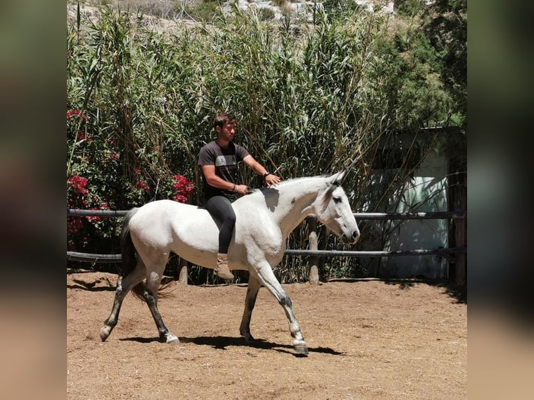 Andalou Jument 6 Ans 158 cm Gris in Adra Almeria