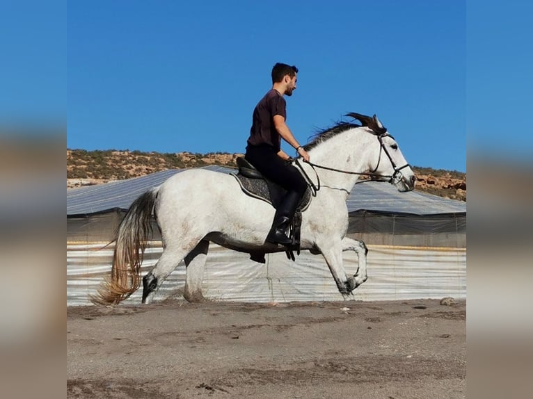 Andalou Jument 6 Ans 158 cm Gris in Adra Almeria