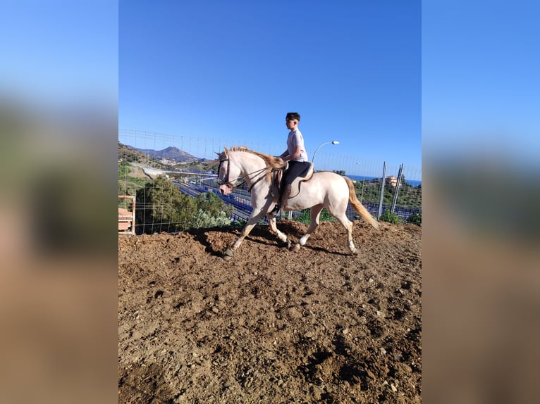 Andalou Jument 6 Ans 158 cm Perlino in Hinojosa Del Duque