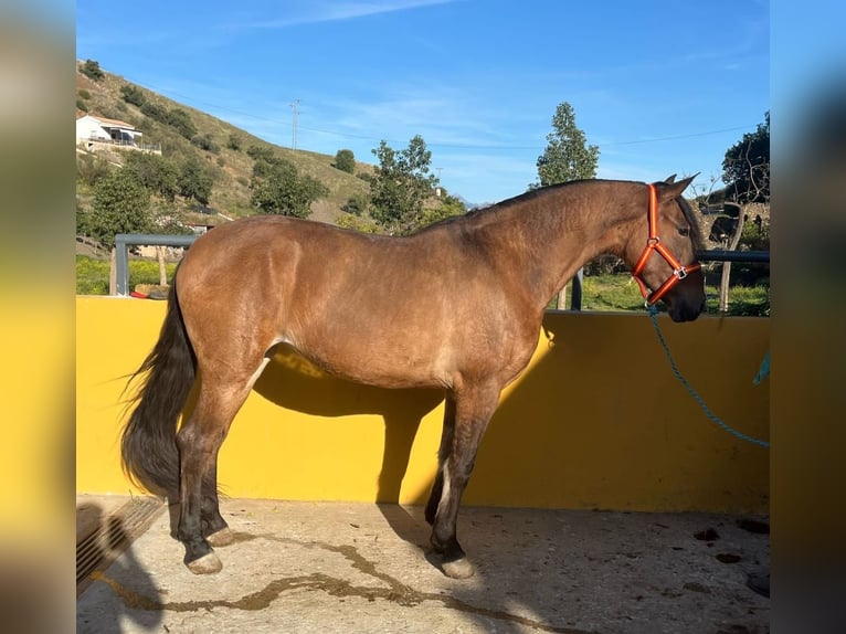 Andalou Jument 6 Ans 159 cm Bai clair in Velez Malaga