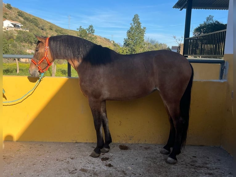 Andalou Jument 6 Ans 159 cm Bai clair in Velez Malaga