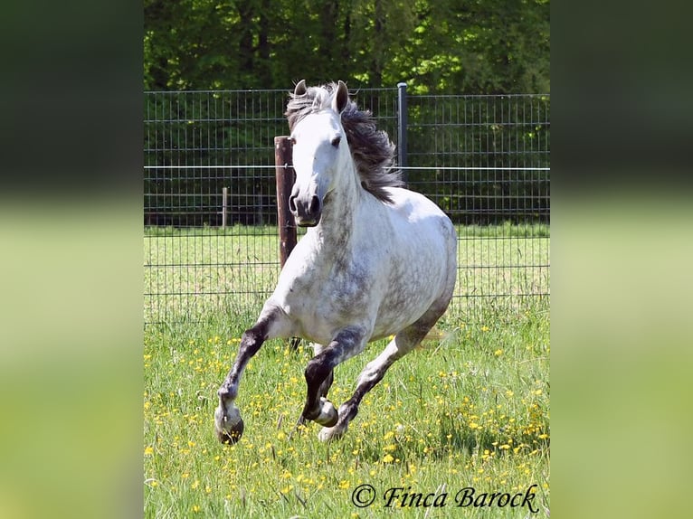 Andalou Jument 6 Ans 159 cm Gris in Wiebelsheim