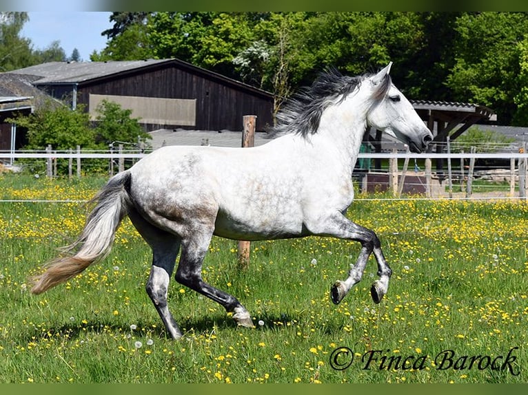 Andalou Jument 6 Ans 159 cm Gris in Wiebelsheim