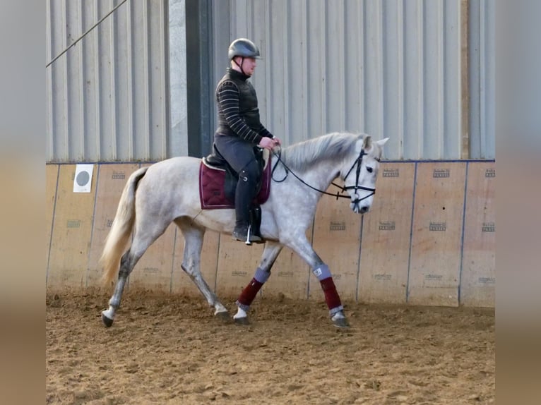Andalou Jument 6 Ans 160 cm Gris in Neustadt (Wied)