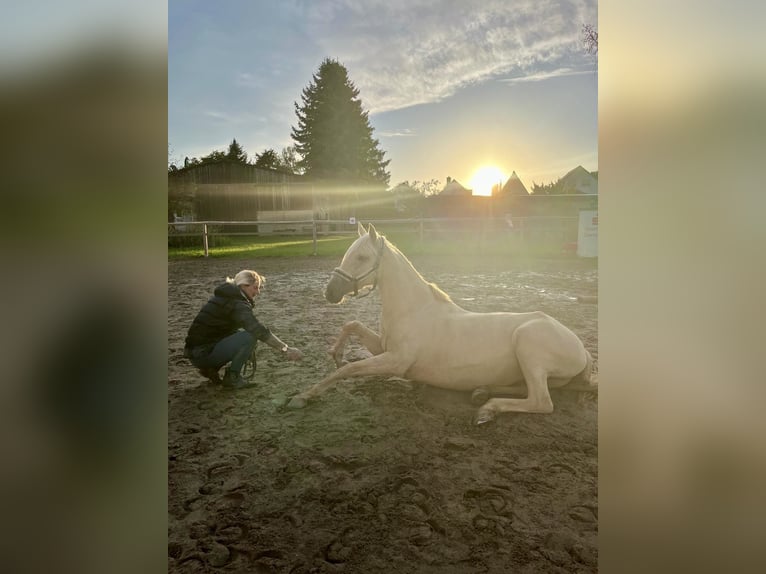 Andalou Jument 6 Ans 160 cm Palomino in Darmstadt