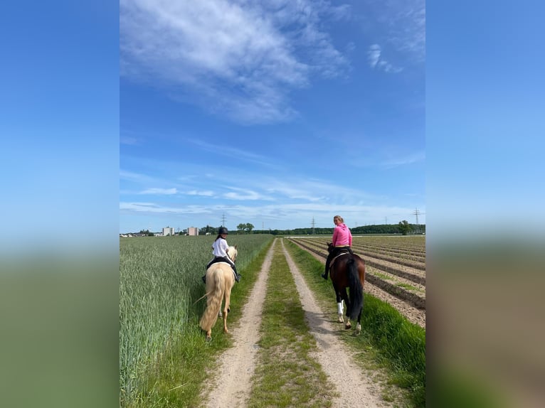 Andalou Jument 6 Ans 160 cm Palomino in Darmstadt